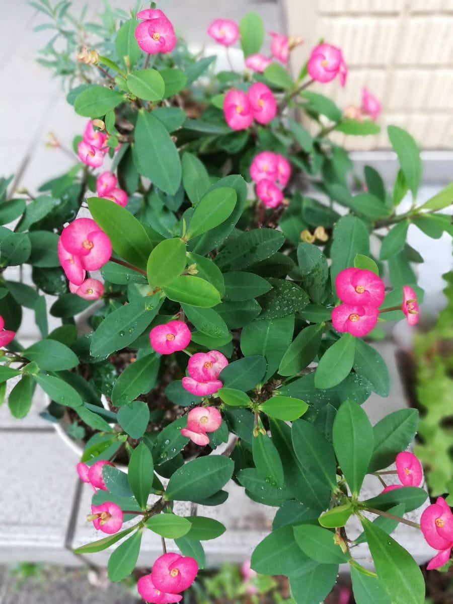 雨☔。ハナキリン。アカシア。ジニア。