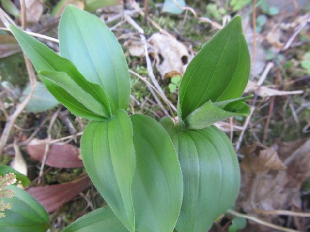 雑草除去用ウサギ