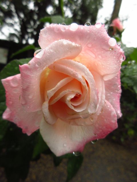 雨中の薔薇散歩。