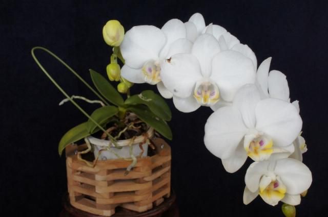 Phal.アマビリス