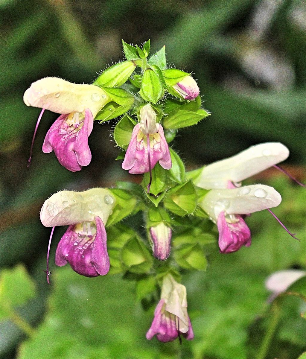 秋の花を