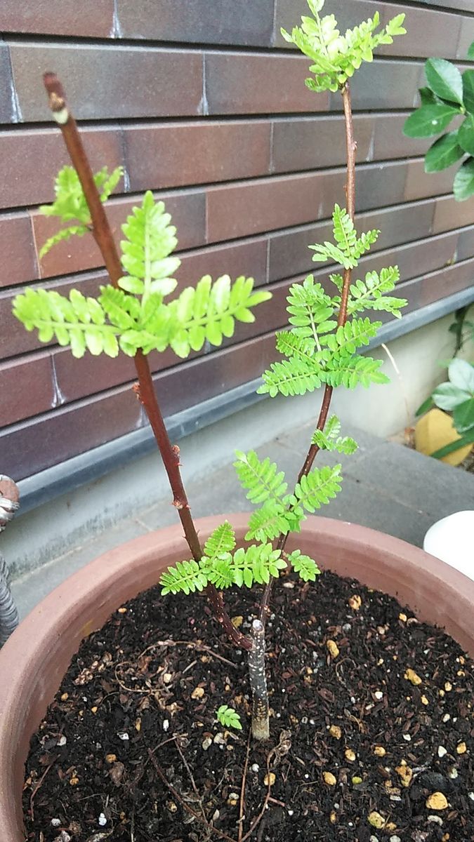 山椒に鮮やかな新芽