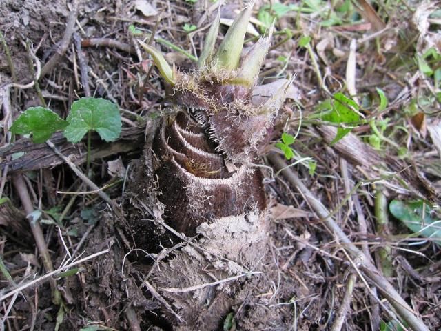 筍が生えました。