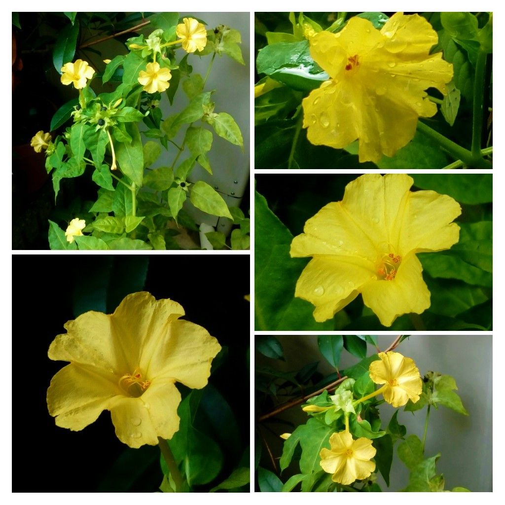 雨上がりの朝の玄関先の花達①