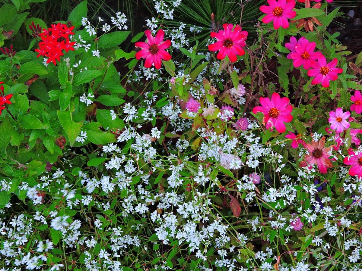 散歩道の花～花壇の花