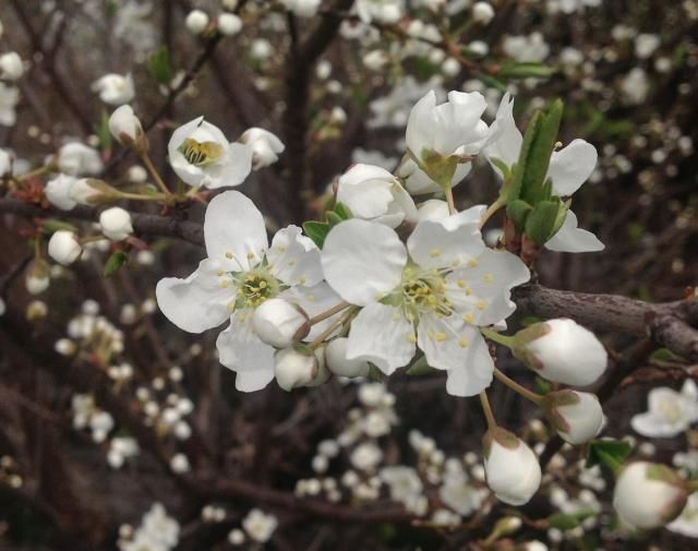 この桜、さくらんぼ？