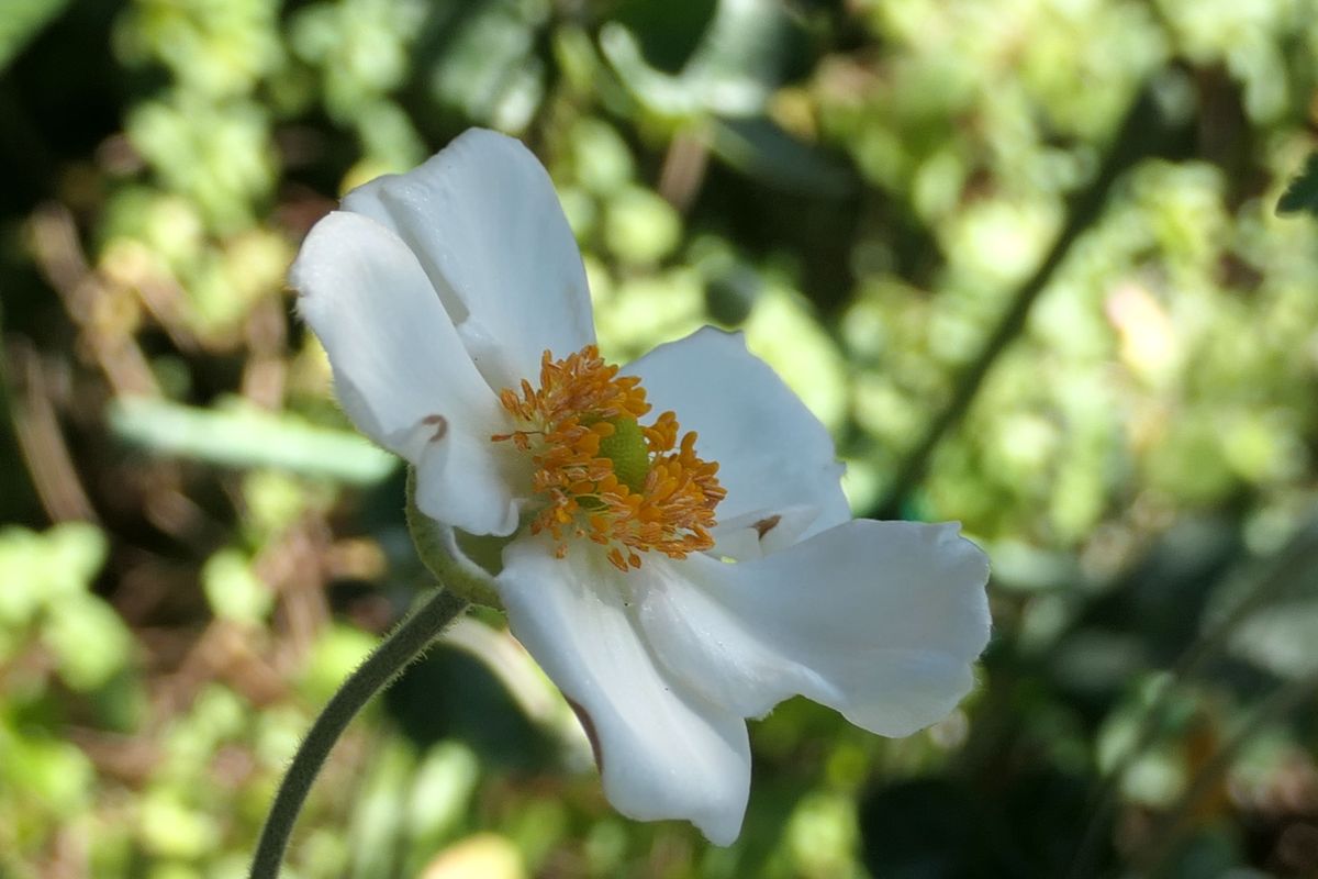 実家の庭に咲くお花