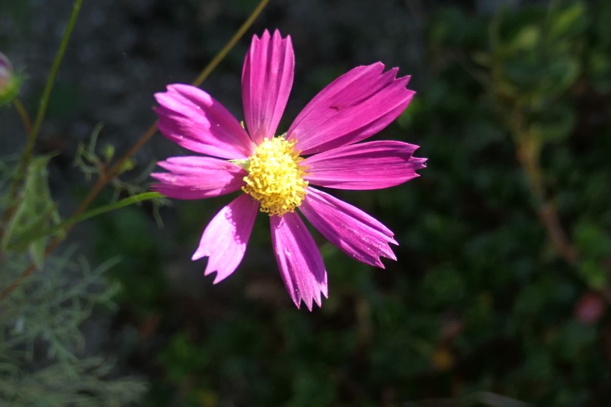 実家の庭に咲くお花