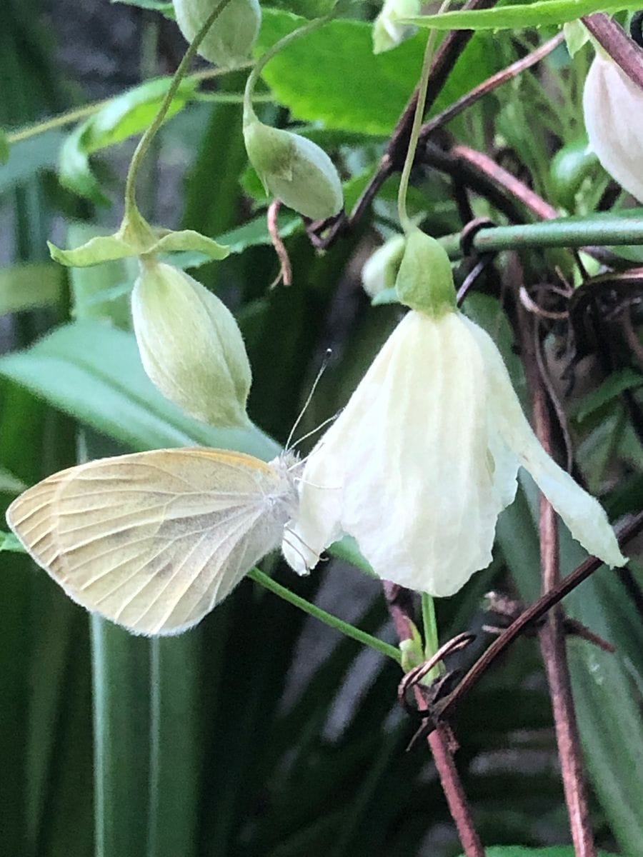 お花に隠れています