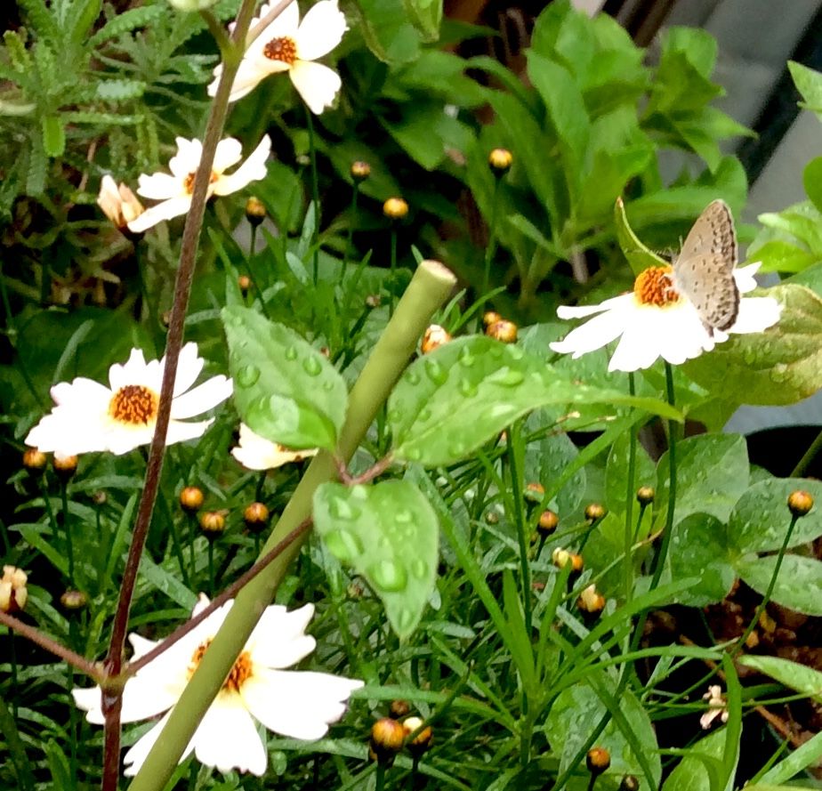 ストックとビオラ 、冬の花準備はじめました。