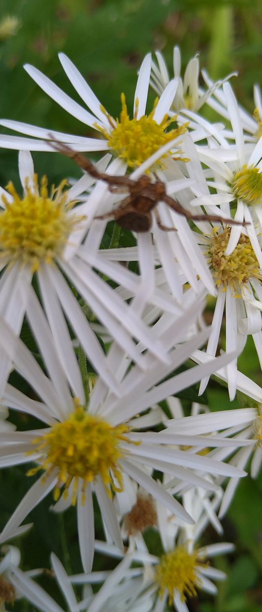 花の上で待ち伏せ中のカニグモ