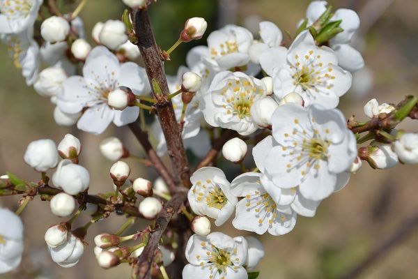 カルシウムの木の花