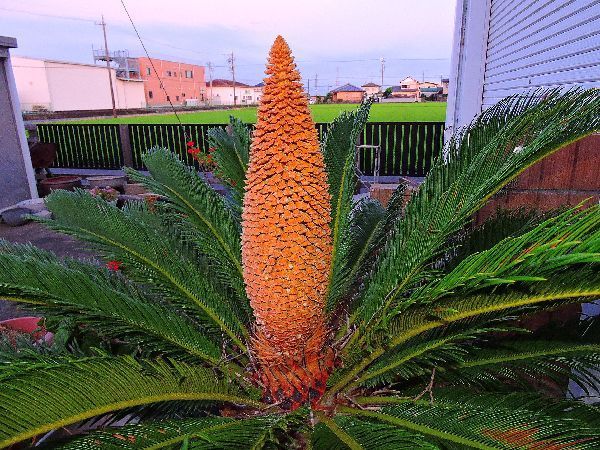 ソテツの花