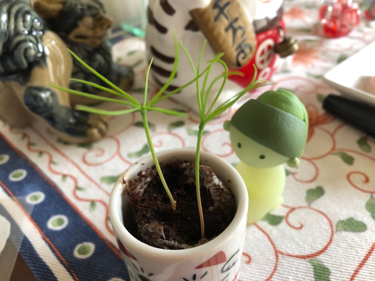 2本🌱です。