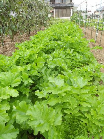 TOTOの写真集㉝　野菜色々Ⅶ