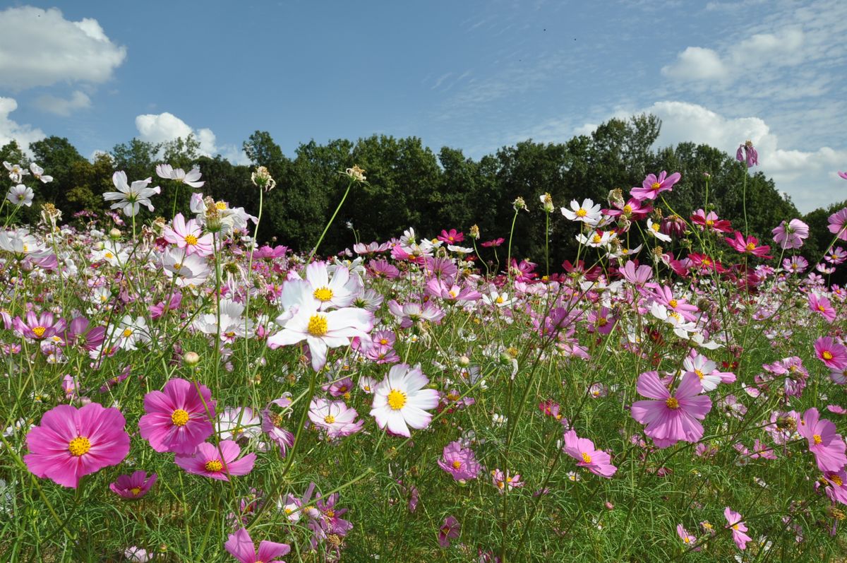 万博記念公園に行きました２１（花の丘）