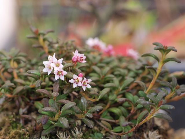 高山の花木