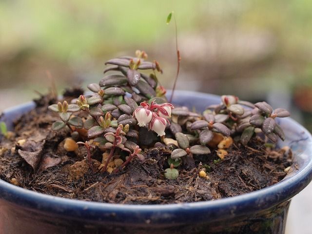 高山の花木