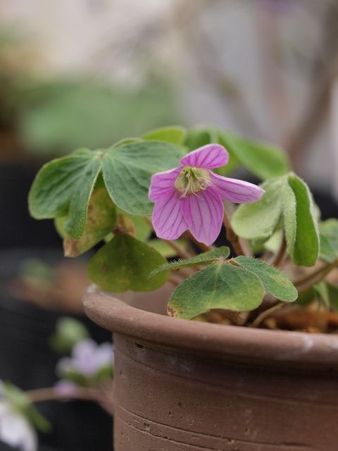 高山の花木