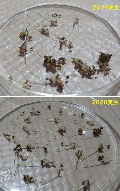 超面倒な植え替えだ！・・実生オーニソガラム達_3