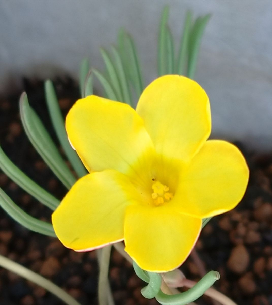 我が家の庭の花