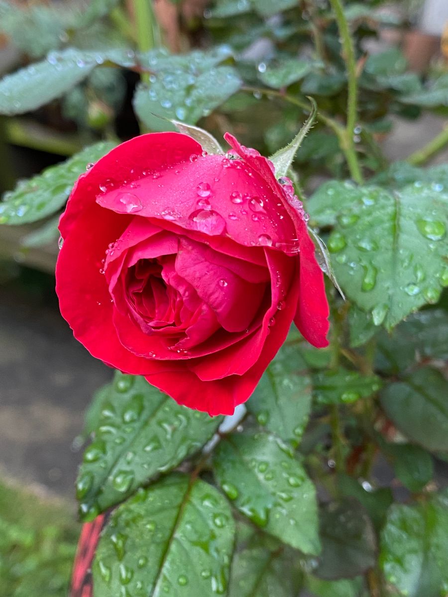 雨上がりの庭で✨