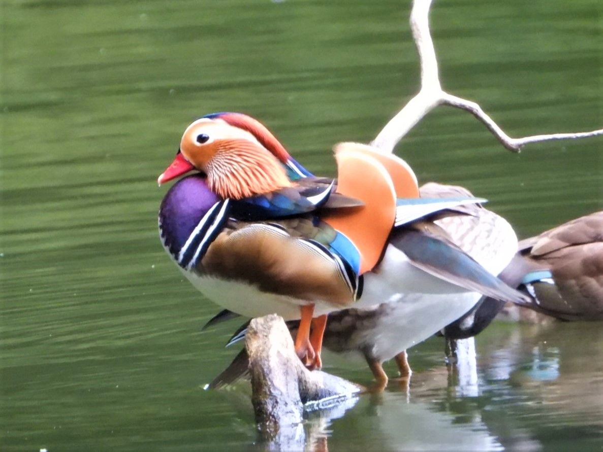 今季初鴛鴦🐦