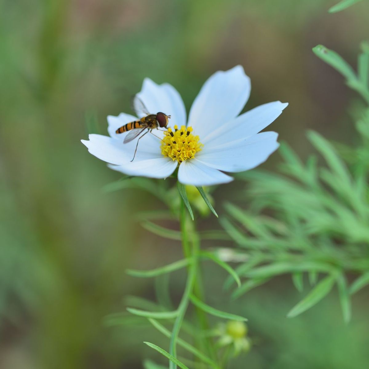 やっと一芽