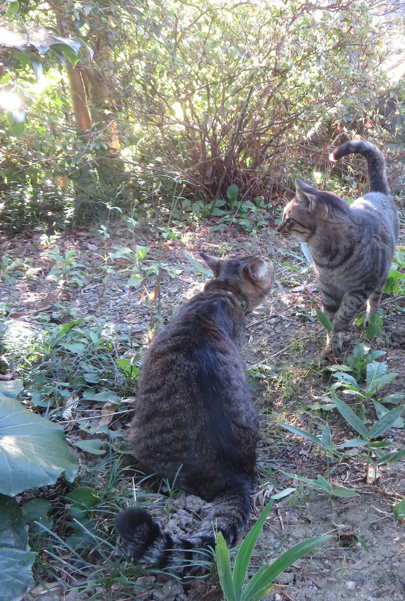 ツワブキ咲く