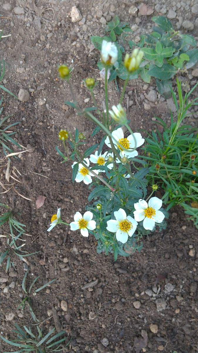 ウインターコスモスの植え付け