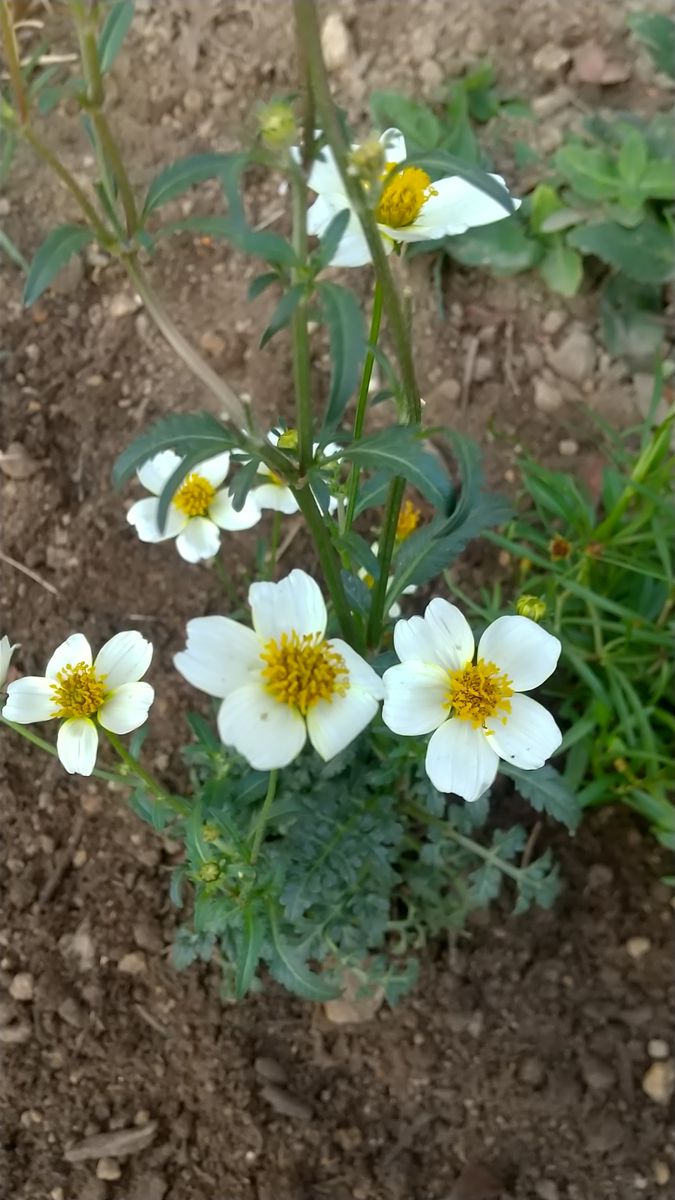 ウインターコスモスの植え付け