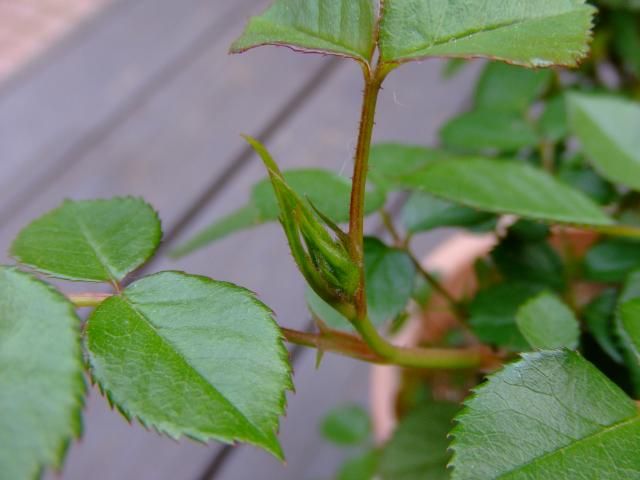 ギボウシの新芽とミニバラの蕾