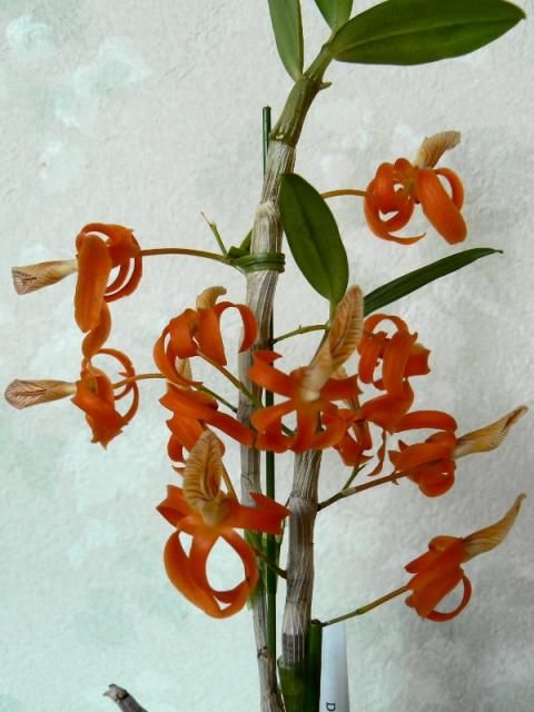 Den.Stardust ’Chiyomi’