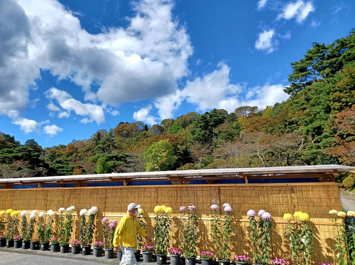 二本松の菊花展😃🎵