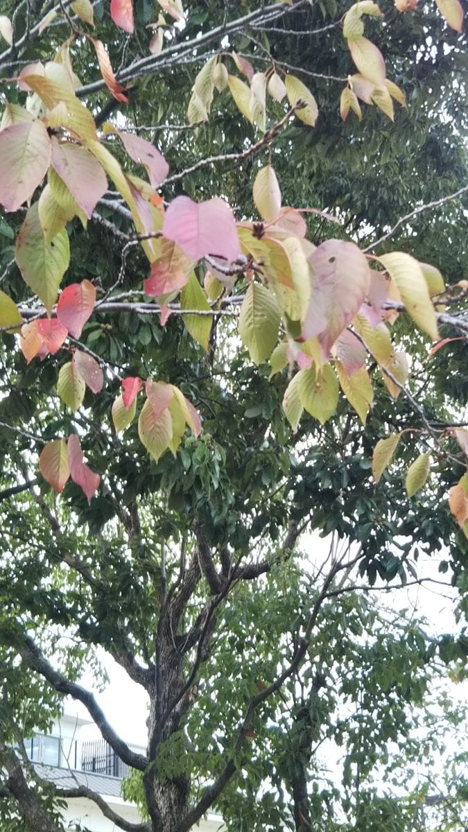 ビオラとシルバーリーフの寄せ植え🌼