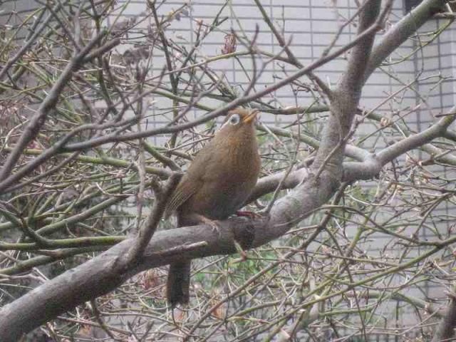 中国からやってきた花木、鳥