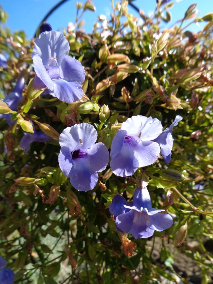 いろいろなお花たち