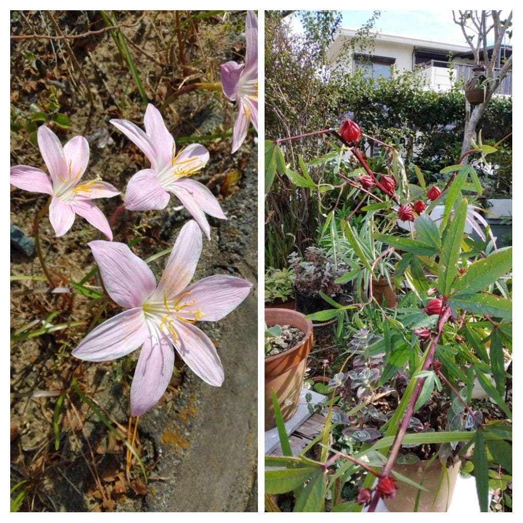 散歩道で見かけた花と実！