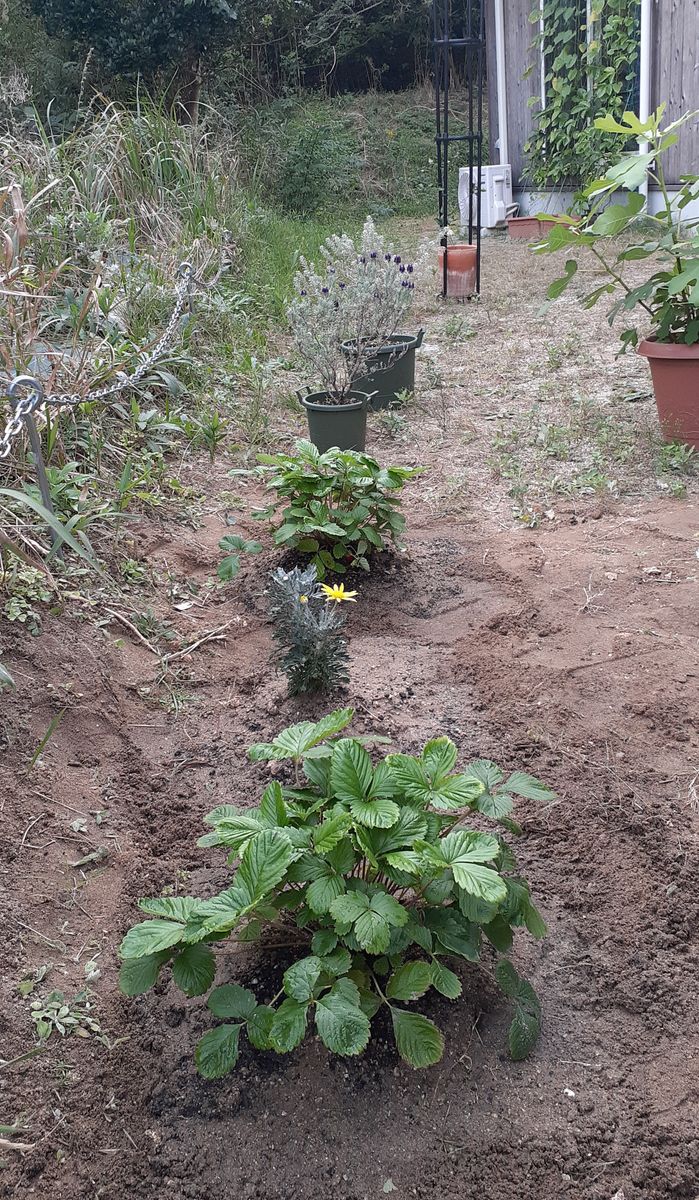 生まれて初めての地植え！