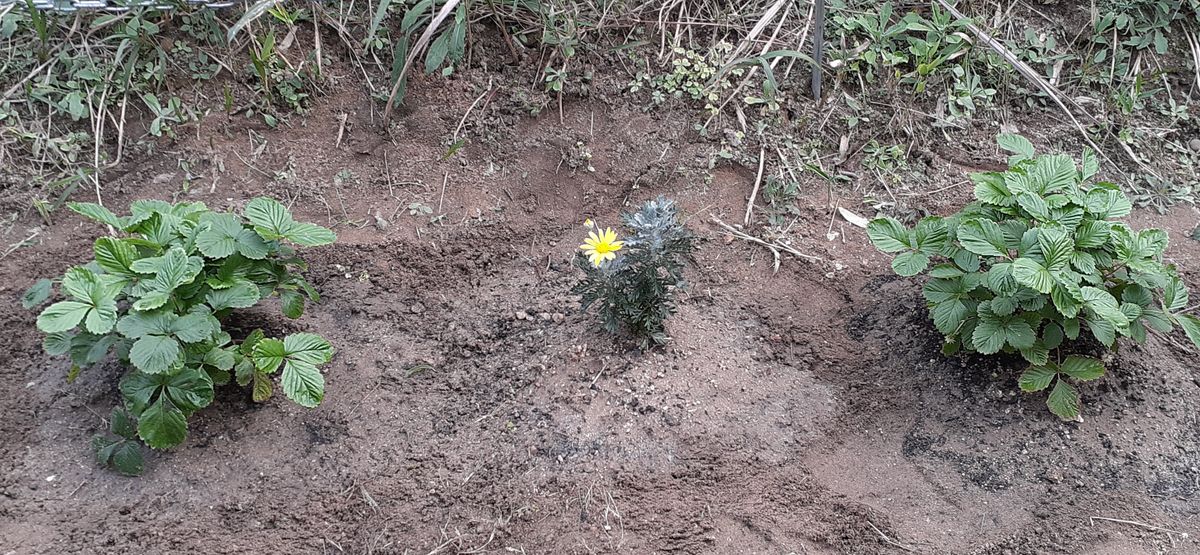 生まれて初めての地植え！