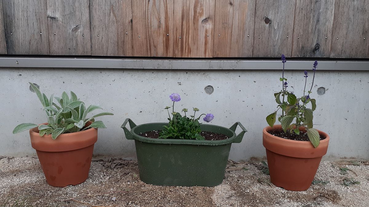 生まれて初めての地植え！