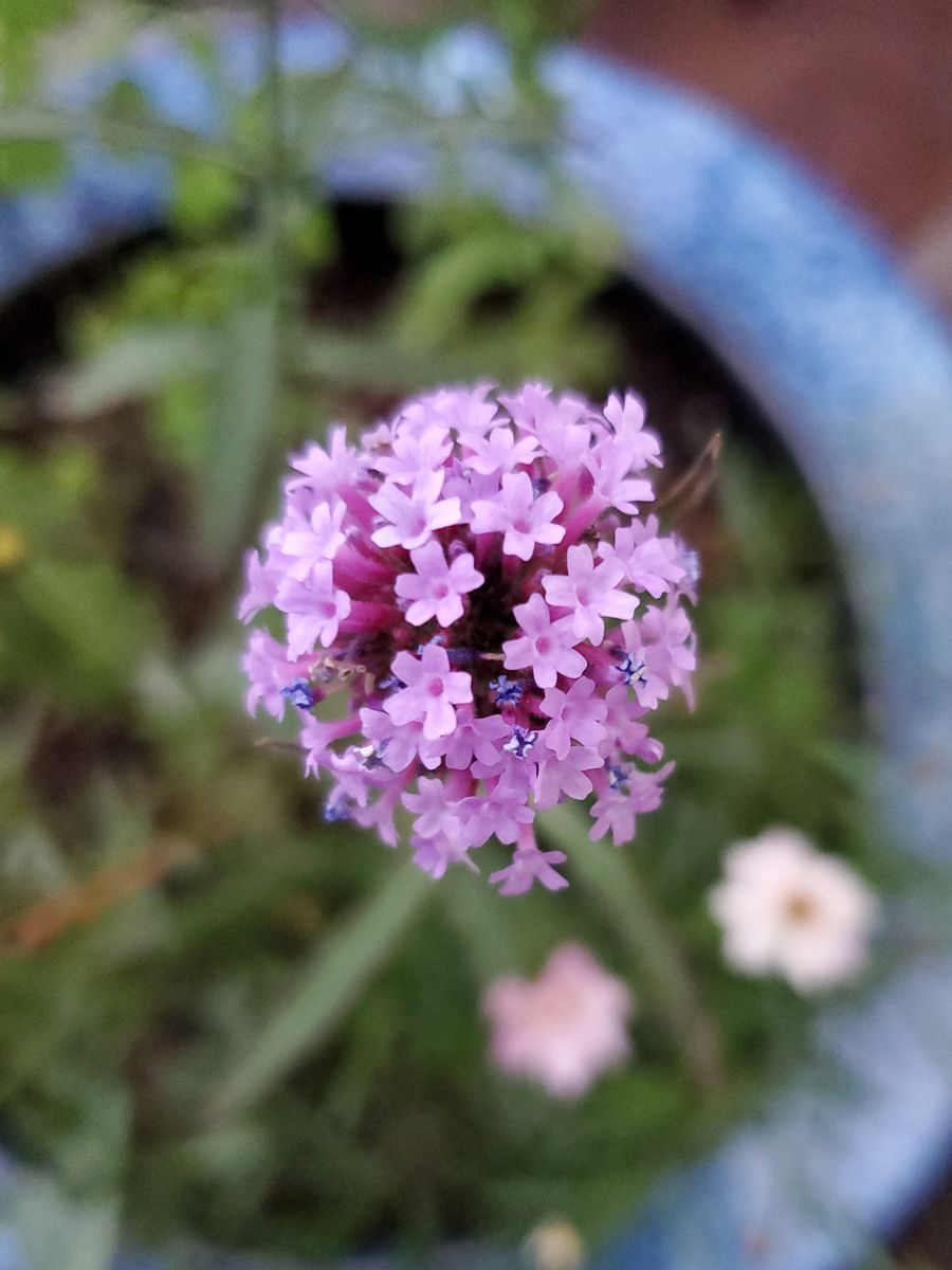 兄寄せ植え♪