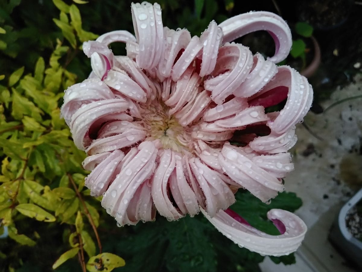 しとしと雨が降っておりましたが、