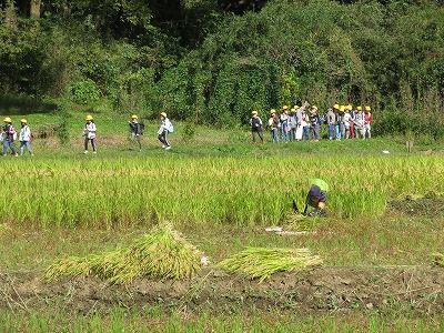 緑米？・・里山民家園周辺にて・・（東京都武蔵村山市）