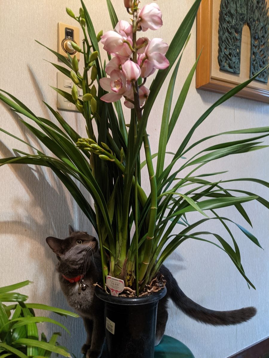 実家の植物（シンビジューム、ミディ胡蝶蘭）と猫