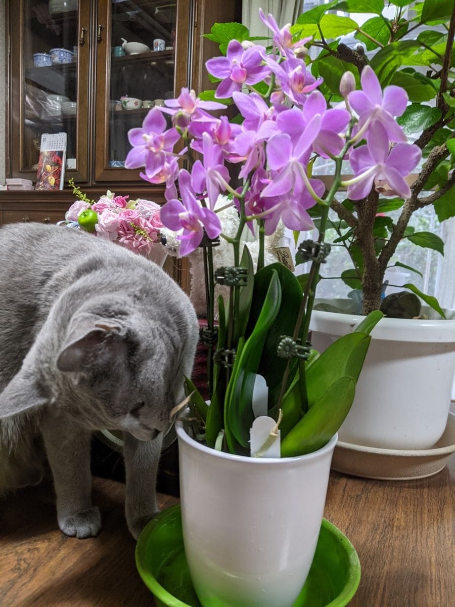 実家の植物（シンビジューム、ミディ胡蝶蘭）と猫