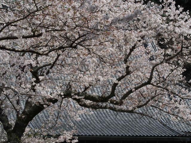 鎌倉花散歩Ⅳ