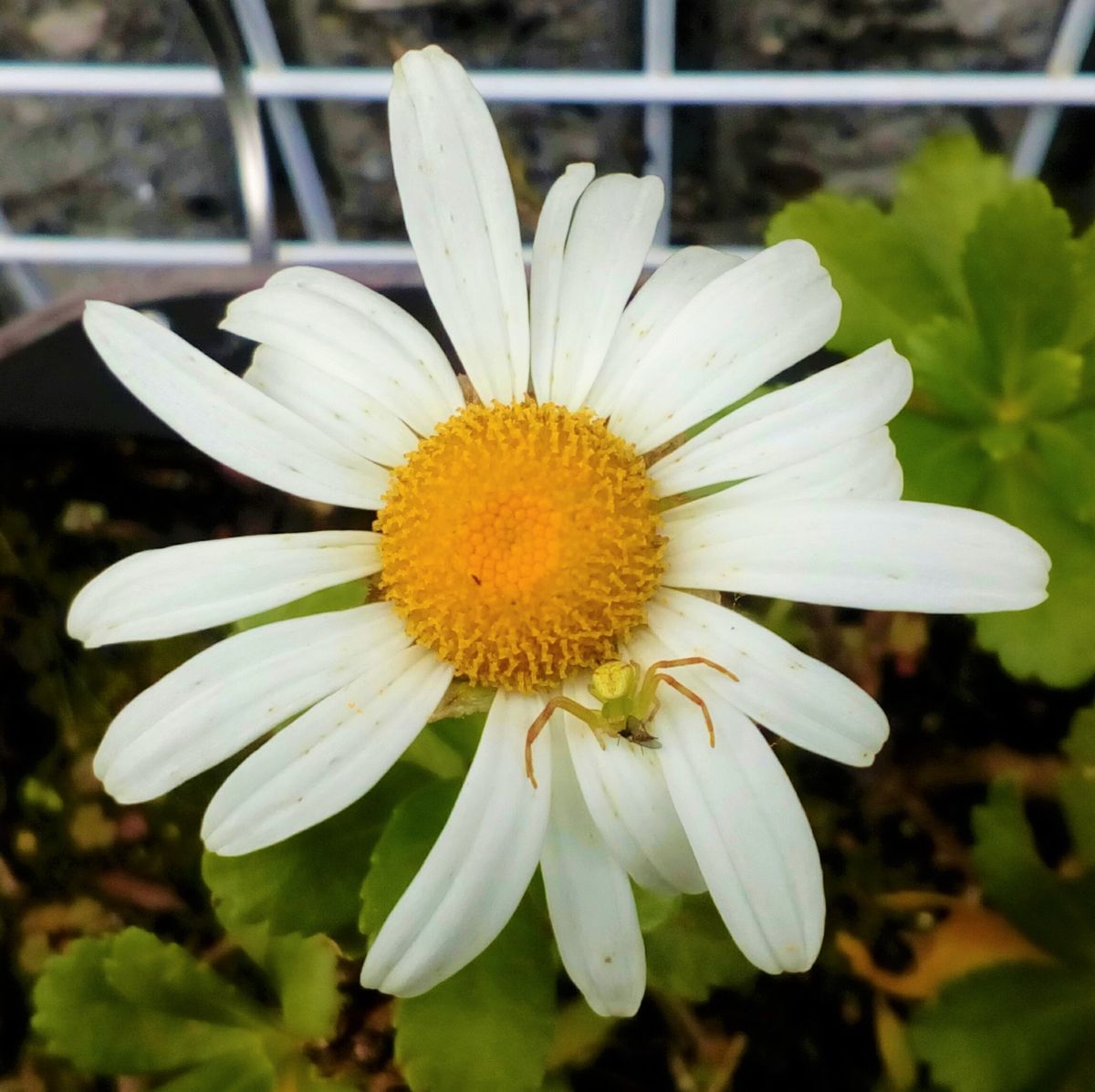 １０月２４日の玄関先の花達①