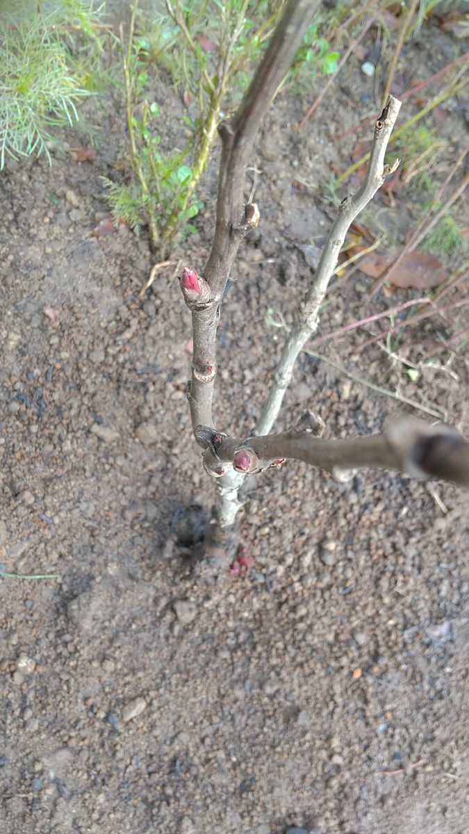 牡丹の植え替え