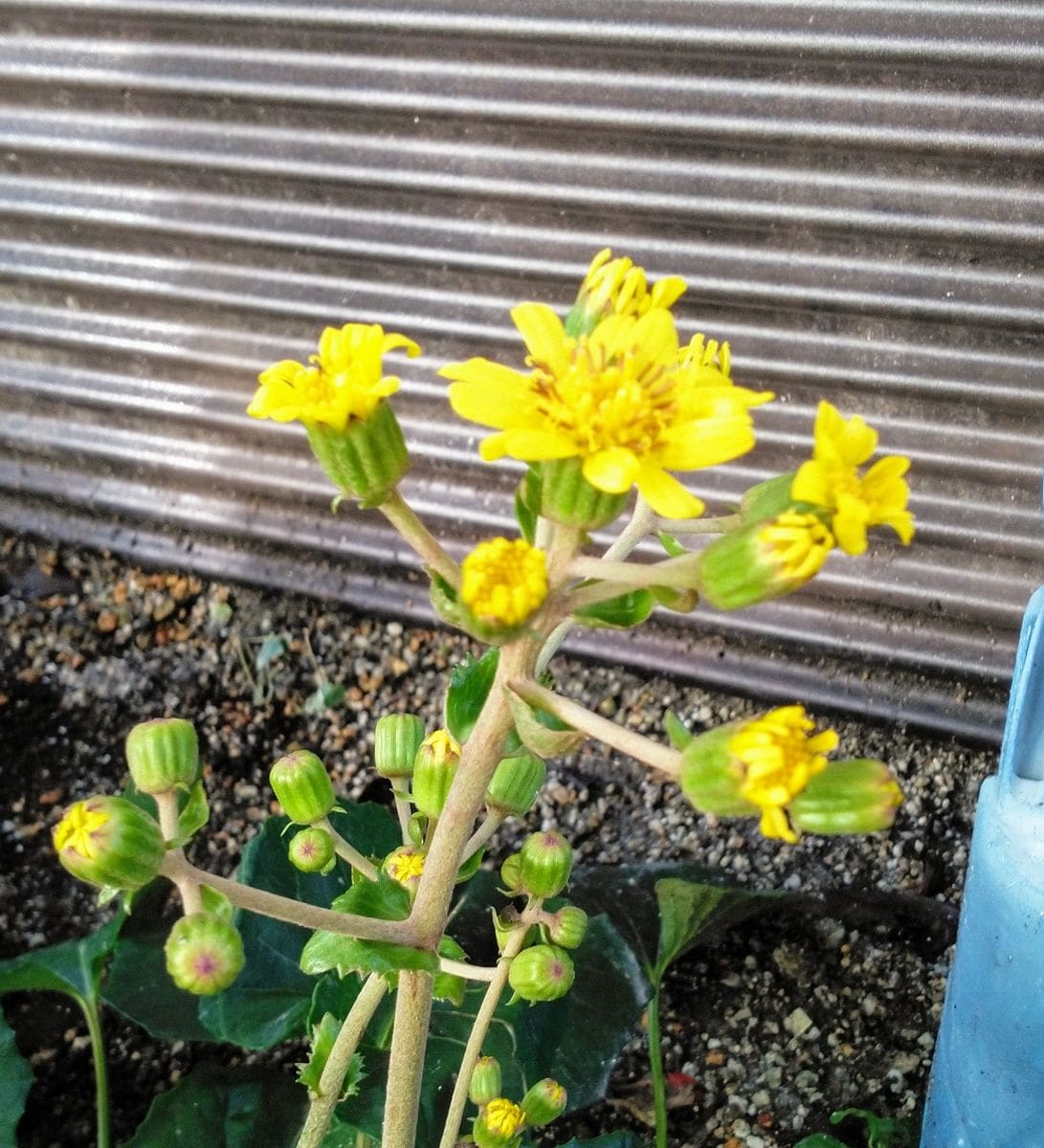 ツワブキ華やかに